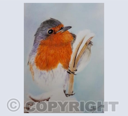Robin in winter