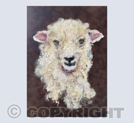 Cotswold Sheep 2024