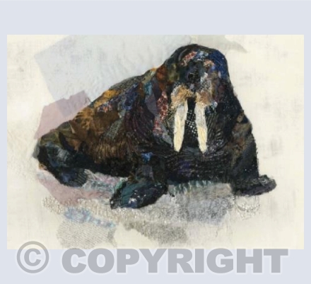 Walrus