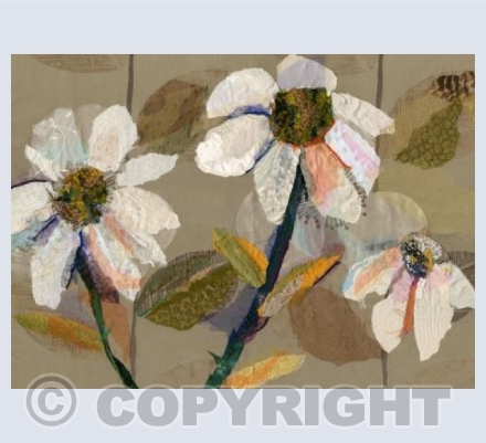 White Daisies