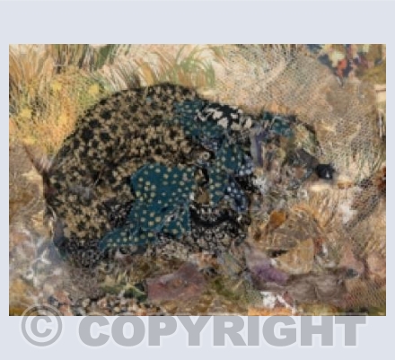 Hedgehog II