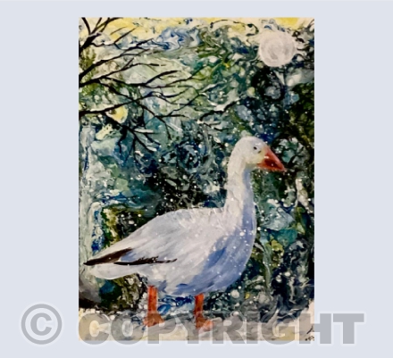 Snow Goose