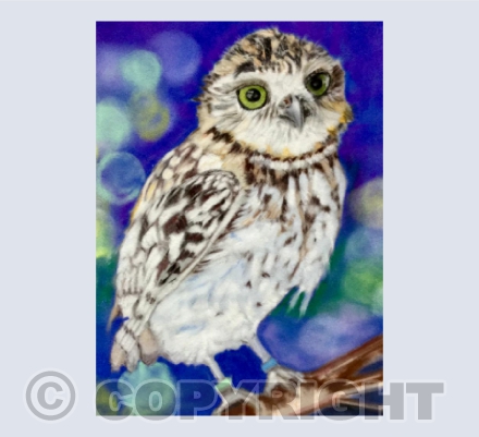 Burrowing Owl