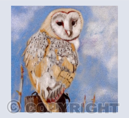 Barn Owl