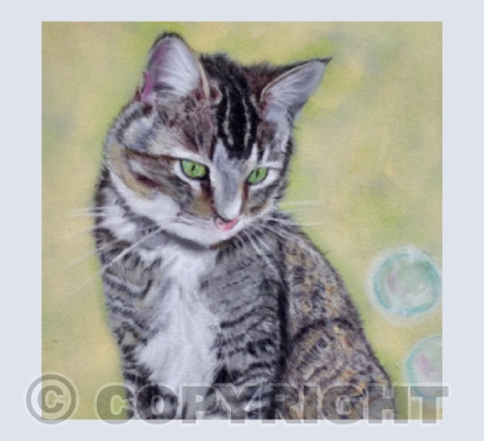 Kitten called Pickle