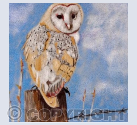 Barn Owl