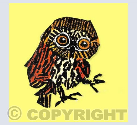 Little Owl