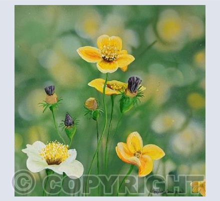 Buttercup Meadow