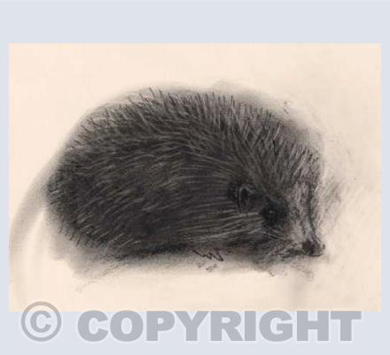 Hedgehog card
