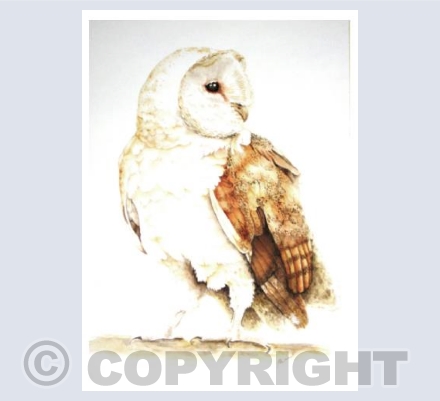 Barn Owl