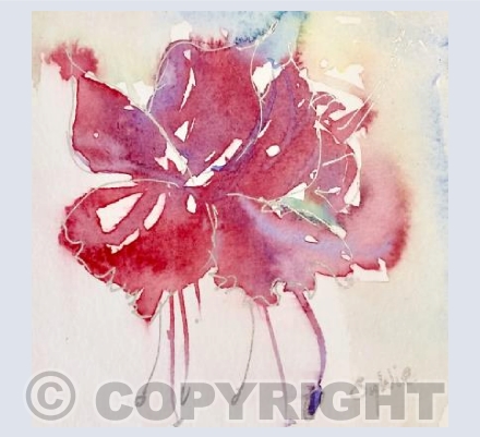 Fuschia