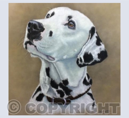 Dalmation