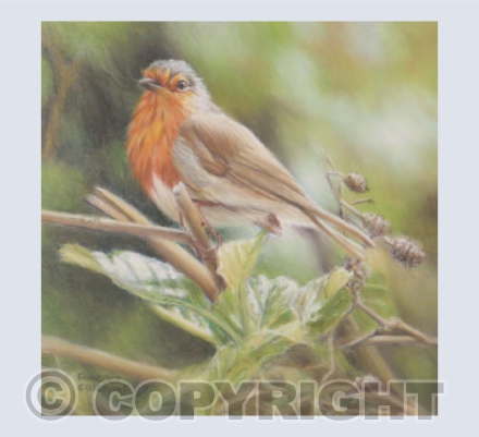 Country Robin