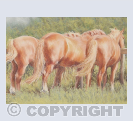 Summer Suffolks