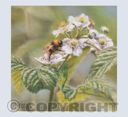 Bramble Bee