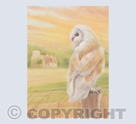 Barn Owl Dusk