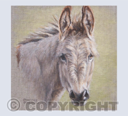 Curious Donkey