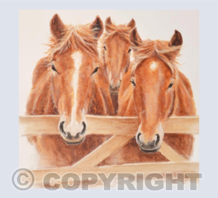 Suffolk Punch Fillies