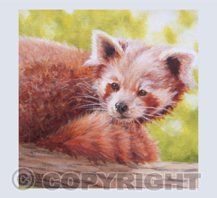 Watching - Red Panda