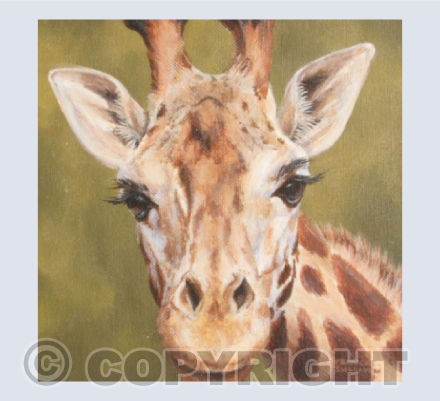 Looking Giraffe