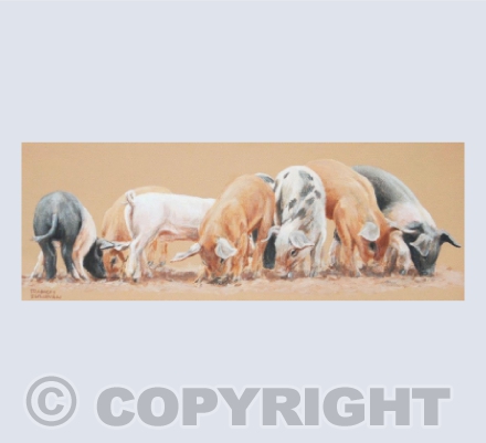 Mixed Bunch Piglets