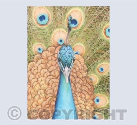 Indian Peafowl std