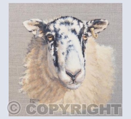 North of England Mule Sheep