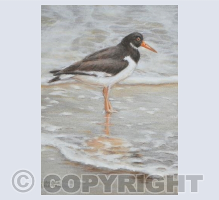 Oystercatcher