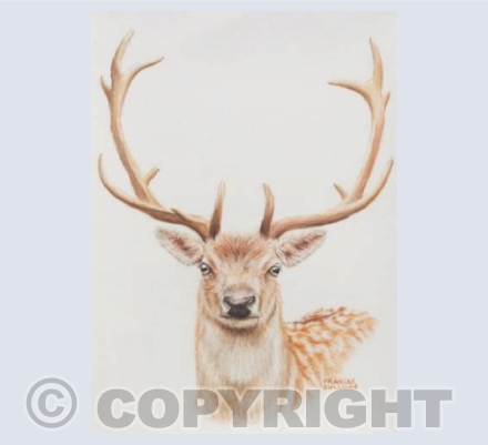 Fallow Buck