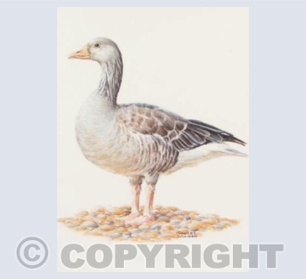 Proud Goose