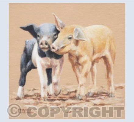 Playful Piglets