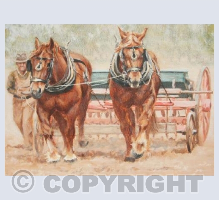 Spring Sowing with Suffolk Punch Horses