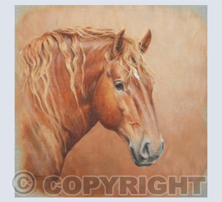 Handsome Suffolk Punch Horse