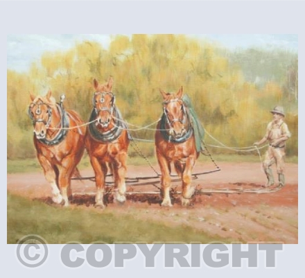 Three Suffolk Punch Horses on the Harrow