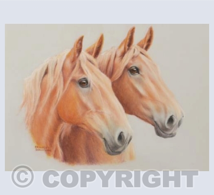 Suffolk Belles - Suffolk Punch Horses