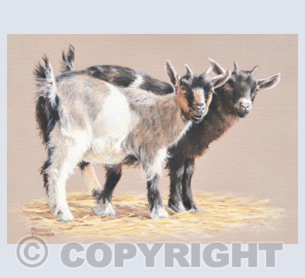 Double Trouble - Pygmy Goat Kids