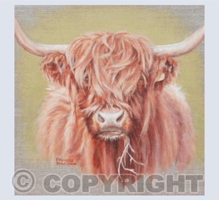Highland Cow