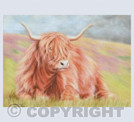 Rain on the Way - Highland Cow