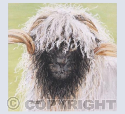 Cuddly One - Swiss Valnais Sheep