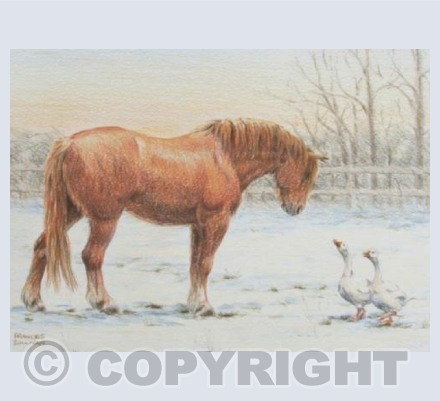 Winter Visitors - Suffolk Punch Horse & White Geese