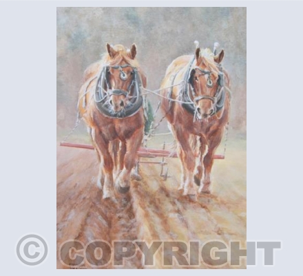 Suffolk Punch Horses Autumn Ploughing