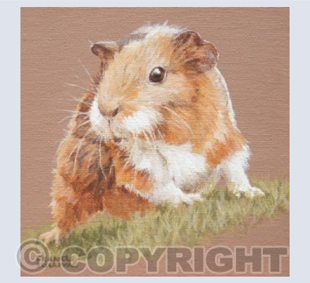 Cute Guinea Pig