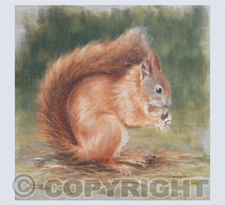 Lunch - Red Squirrel
