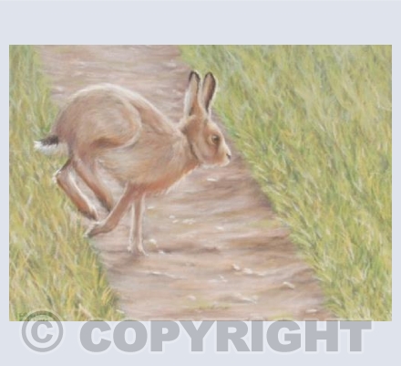 Haring Along - Brown Hare