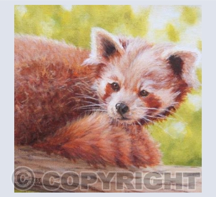 Watching - Red Panda
