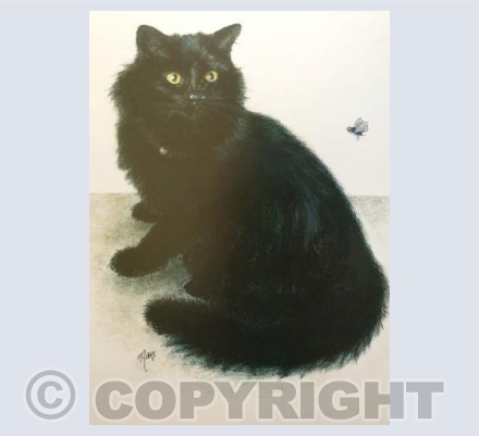 Black cat