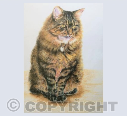 Tabby cat