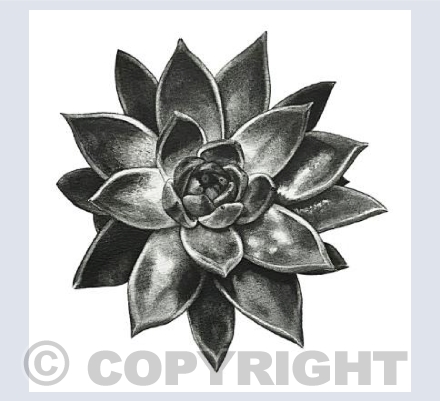 Succulent 1
