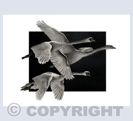Swans