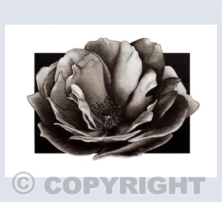 Wild Rose